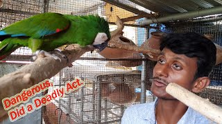 Dangerous Severe Macaw Did A Deadly Act / Care & Treatment Of Injured Birds.