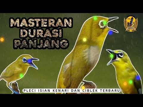 MASTERAN PLECI ISIAN KENARI DAN CIBLEK ROLL DURASI SUPER PANJANG