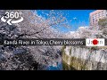 【Japan-360°video】Kanda River in Tokyo, Cherry blossoms viewing 桜(Sakura) 【5K VR】