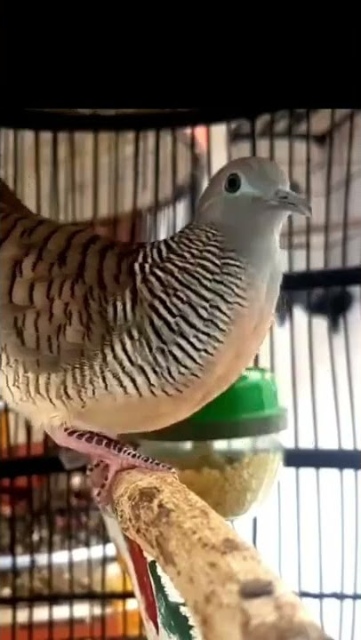 perkutut lokal gacor ngerot mbekur birahi