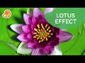 Learning From Nature: The Lotus Effect ☔ | Xploration Nature Knows Best