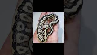 Celebrity dream clutch #dream #ballpython #royalpython #reptiles #nature #animals #lovewhatyoudo #shorts #fyp Profile