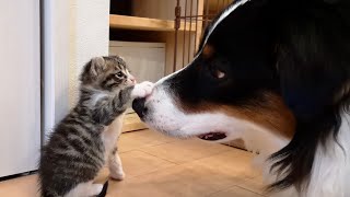 【かまって子猫ちゃん】犬さんのお昼寝を邪魔する猫さん