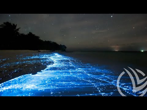 Свечение моря - Bioluminescence