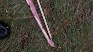 Spear thrower- an ice age hunting tool