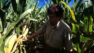 7 Wonders of Corn - Previous Crop