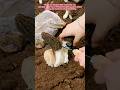Harvesting Wild Morels Is Pure ASMR #satisfying #harvest #farming