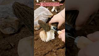 Harvesting Wild Morels Is Pure ASMR #satisfying #harvest #farming