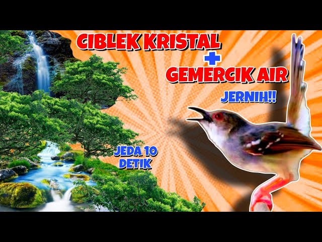 Masteran Ciblek Kristal Gacor Ngebren Ak-47 + Suara Gemercik Air Jernih!! | Cocok Untuk Latih Burung class=