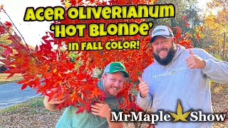 Amazing Hot Blonde in Fall Color Acer Oliverianum X