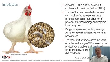 Supplementation of Broiler Diets With A Multi-Protease Enzyme