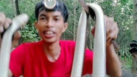 Đi Cạo Cao Su Gặp Rắn Lạ#dumtaynguyen