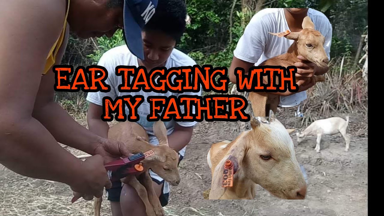 GOAT TAGGING | FOR IDENTIFICATION