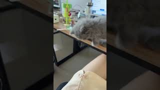 The kitten is the embodiment ofanger #cat #cats #kitten #kittens @xjm.vpu0333