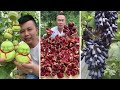 Farm fresh ninja fruit cutting  oddly satisfying fruit ninja 17