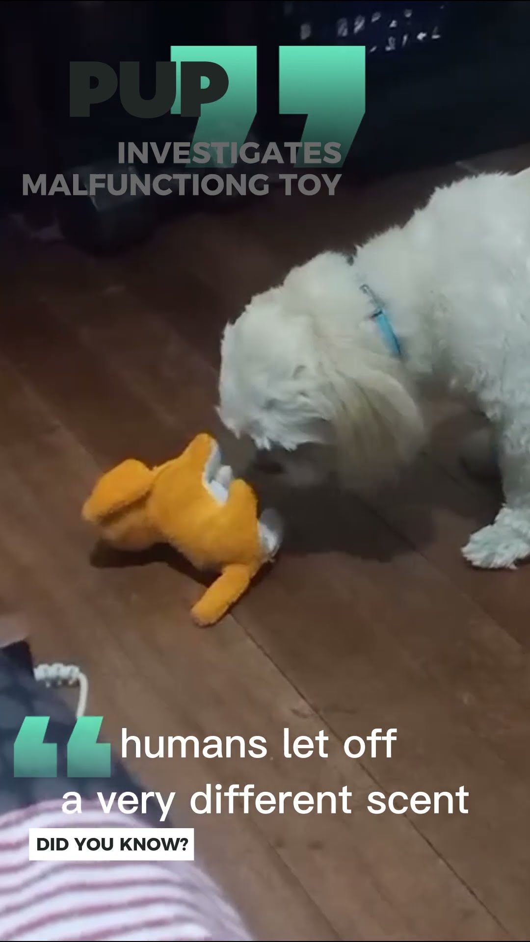 Can Dogs Sense When You re Feeling Unwell YouTube Can Dogs Sense When You re Feeling Unwell YouTube