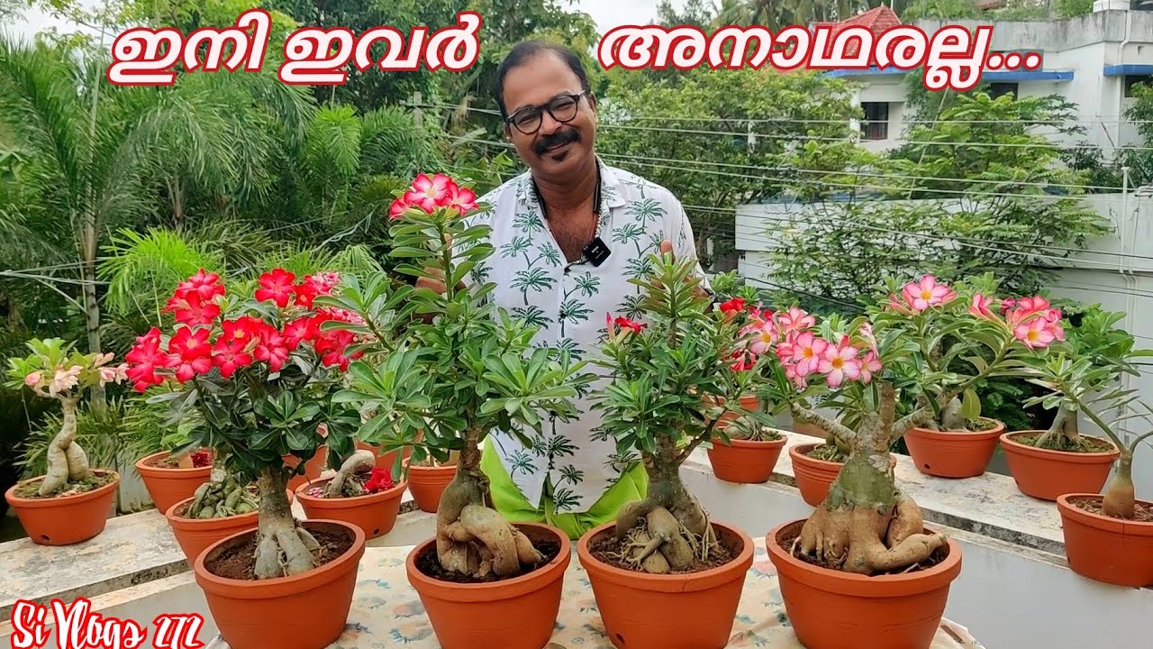വീട്ടുകാരും നാട്ടുകാരും ഉപേക്ഷിച്ച അഡീനിയം ചെടികൾ എന്നെ തേടി വന്നപ്പോൾ // Adenium Recovery Updates..