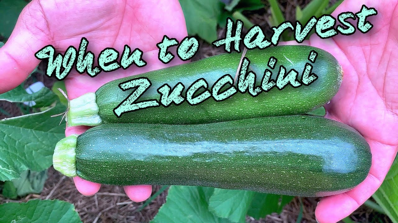 When And How To Harvest Zucchini (Natural Geo)