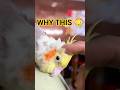 They don’t just like it… they TRUST you 💛🐦 #cockatiel #viral #bonding #shorts