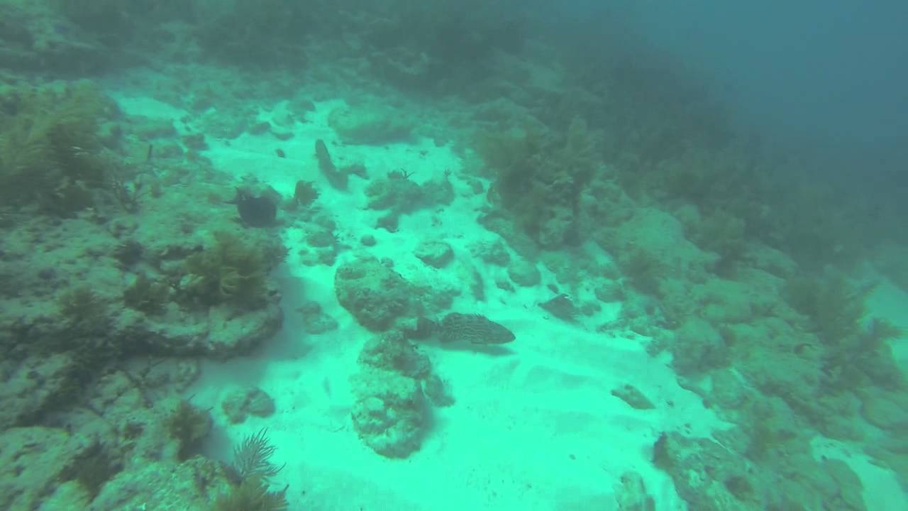 Dive Duck Key Trip YouTube