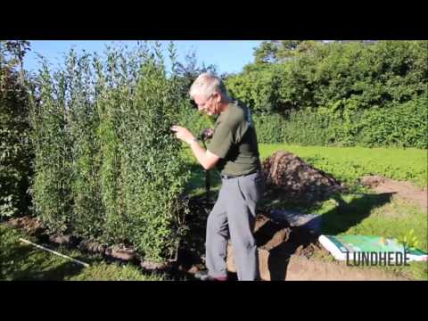 Video: Sådan Transplanteres En Birk