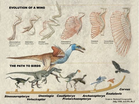 Ep 12 - Transition from Reptiles to Birds - YouTube