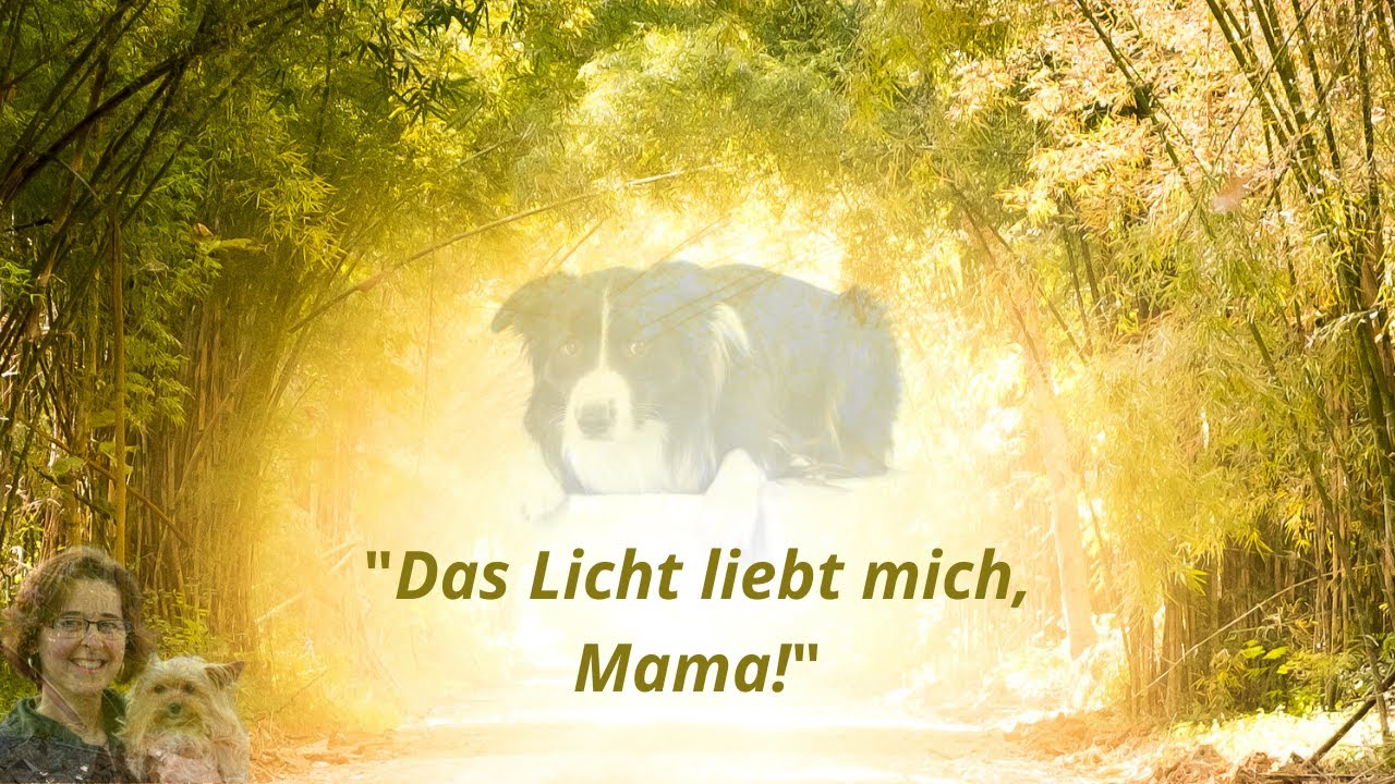 Tierkommunikation – Seelengespräch mit einer kleinen Hündin 💝