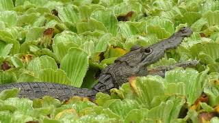 Capital Naturalist: Morelet's Crocodile