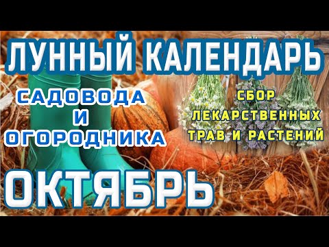 🌙ЛУННЫЙ КАЛЕНДАРЬ САДОВОДА И ОГОРОДНИКА 🍅НА ОКТЯБРЬ МЕСЯЦ🌕СБОР ЛЕКАРСТВЕННЫХ ТРАВ И РАСТЕНИЙ