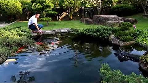 Hồ Cá Koi Sân Vườn Nhật Bản Đẹp Như Chốn Tiên Cảnh