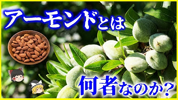 【ゆっくり解説】ナッツではない⁉「アーモンド」とは何者なのか？を解説/アーモンドの中に潜む“毒”とは…？アーモンドが見てきた人類史
