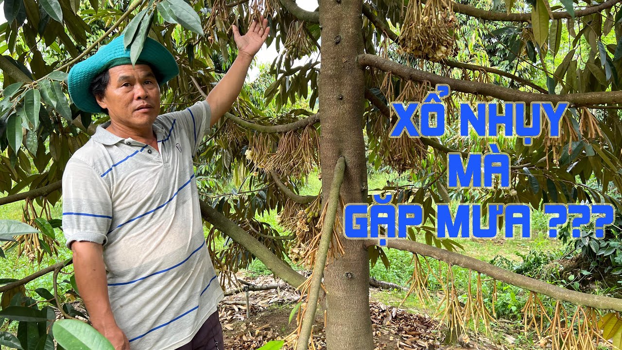 XỔ NHỤY GẶP MƯA - ANH BẢY LÀM GÌ???