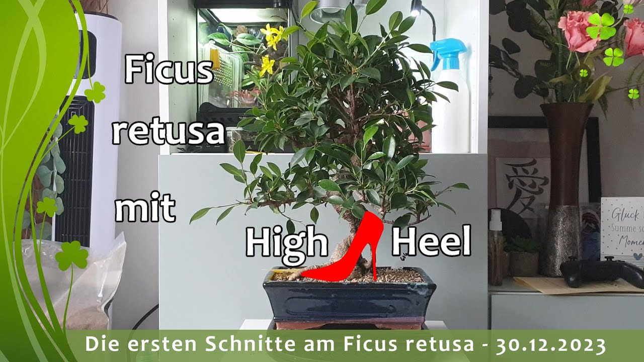 dracena houseplant Dracaena marginata 'Colorama' (6