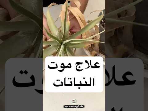 مبيد فطري ومنشط جذور طبيعي من المنزل