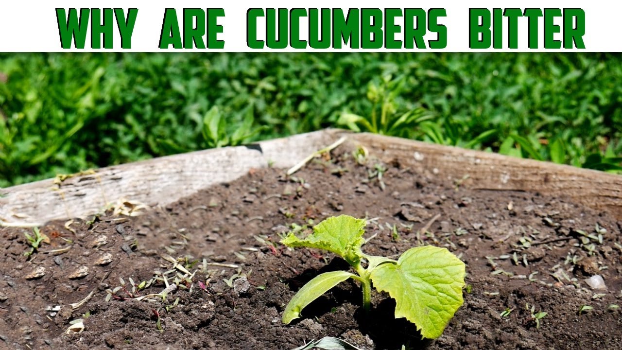 Why Are My Cucumbers Bitter How To Grow Sweet Cucumbers Causes Of