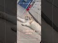 ご飯催促猫 #cat #猫のいる暮らし #おんぶ猫