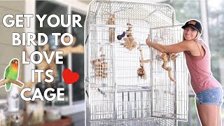 How to Get Your Bird to Love Its Cage