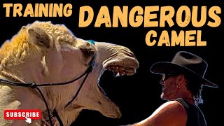 Training a dangerous camel
