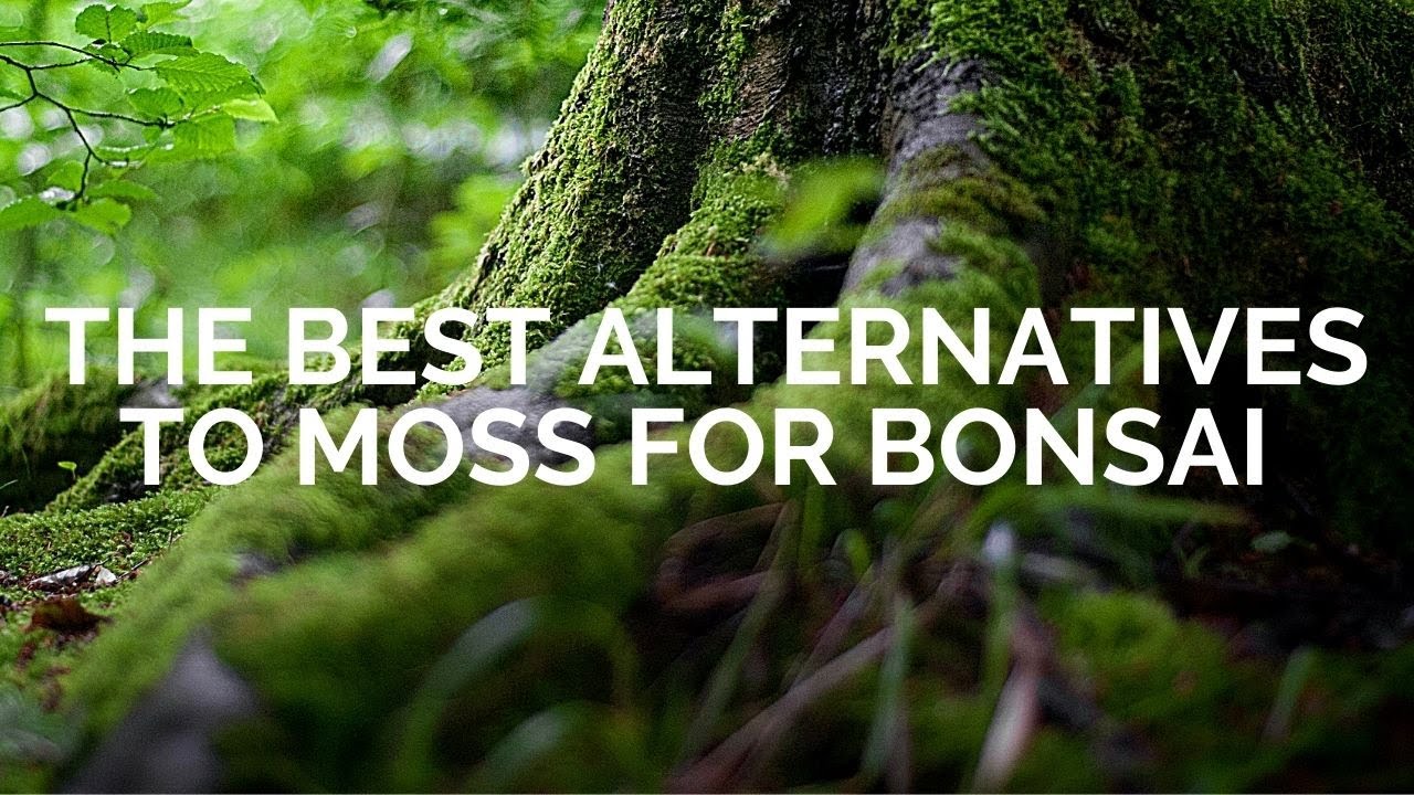Best alternatives to moss for bonsai Moss substitutes for bonsai