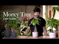 Money tree care guide  picking placing and parenting your plant