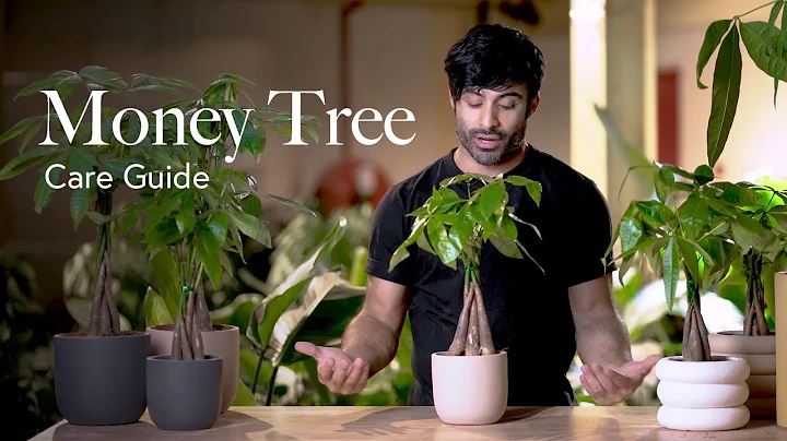 Money Tree Care Guide - Picking, Placing, and Parenting Your Plant - DayDayNews