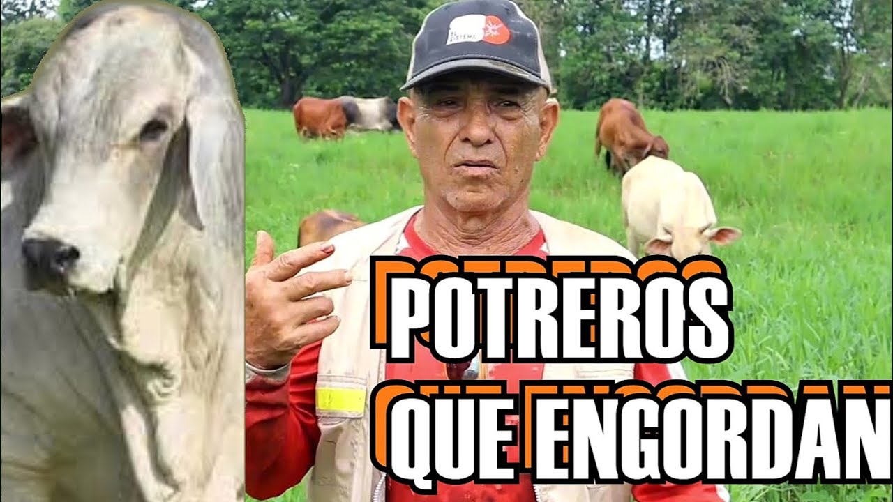 ALIMENTO para GANADO de ENGORDE natural en VENEZUELA 