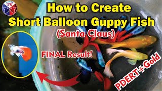 How to Create Short Balloon Guppy Fish | PDERT & Gold Guppy Fish Crossbreeding Result!