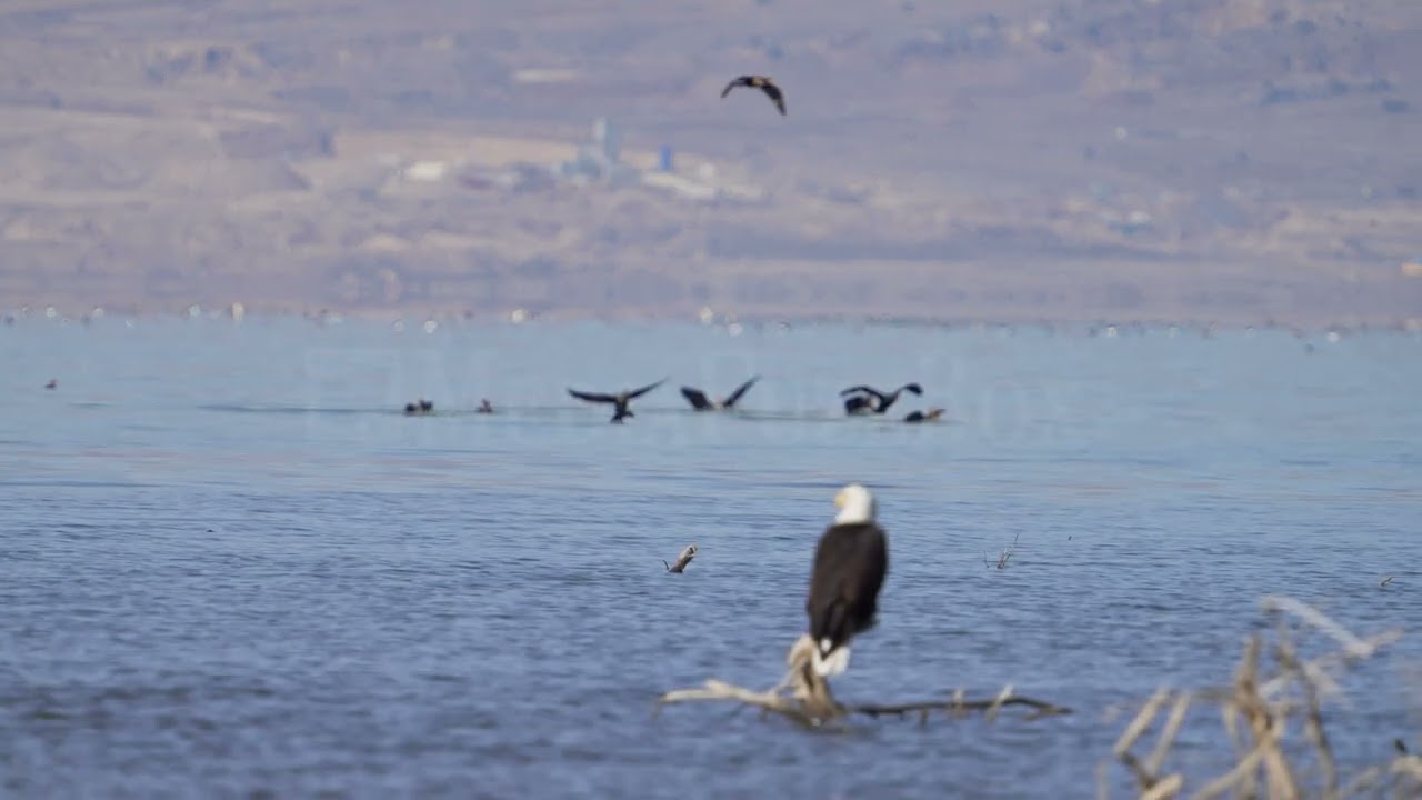 Stock Video - Cormorants landing in Utah lake as a bald eagle watches