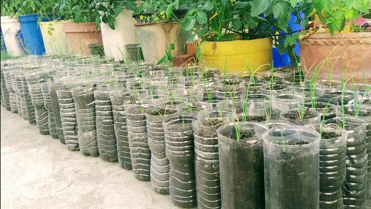 How to grow Onion using 100 water bottles. 100 बोतल में उगाएं प्याज।