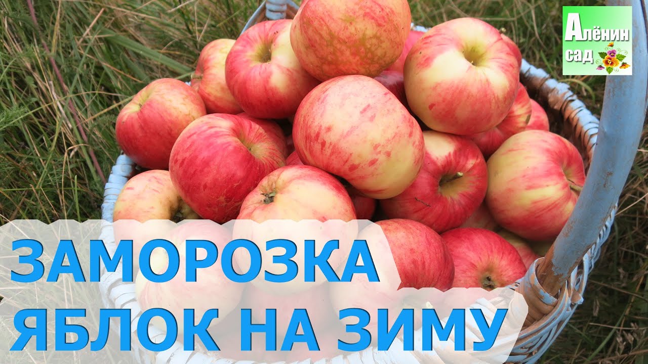 Смотрите - Секрет заморозки груши на зиму видео Посмотрите - Секрет заморозки груши на зиму видео