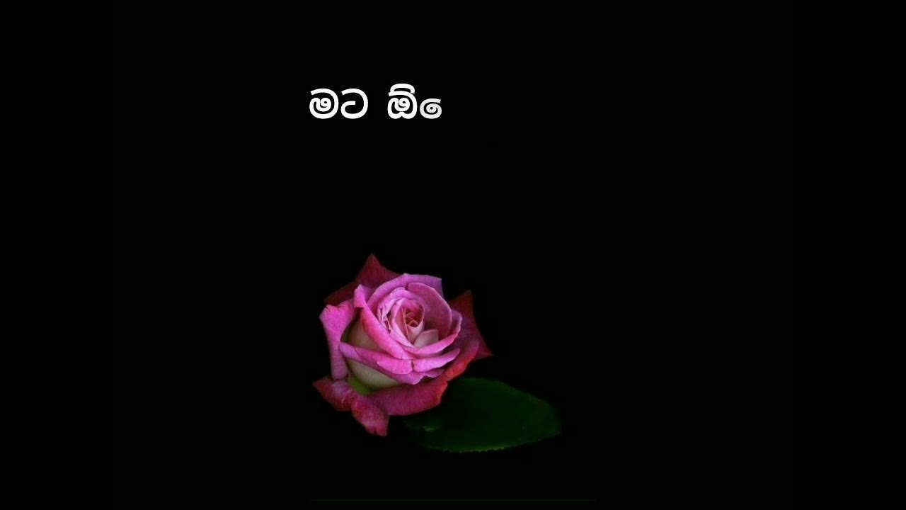 Sinhala Poem Little Dairy trending viral poem YouTube sinhala-poem-little-dairy-trending-viral-poem-youtube