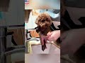 POVI thought only cats hated bath time... I was wrong#dog #pet #frp #funnyvideo