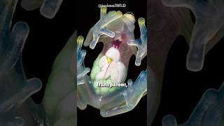 Celebrity This Frog Is The Master Of Camouflage! Wealth