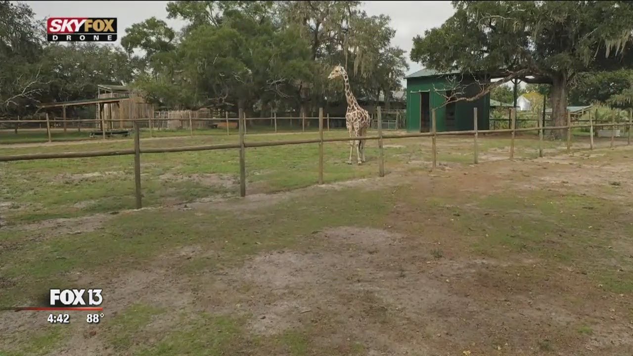 Safari on a Segway at Dade City's Giraffe Ranch